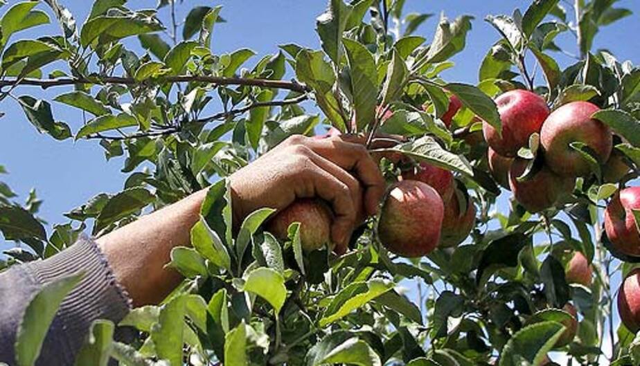 как собирать яблоки