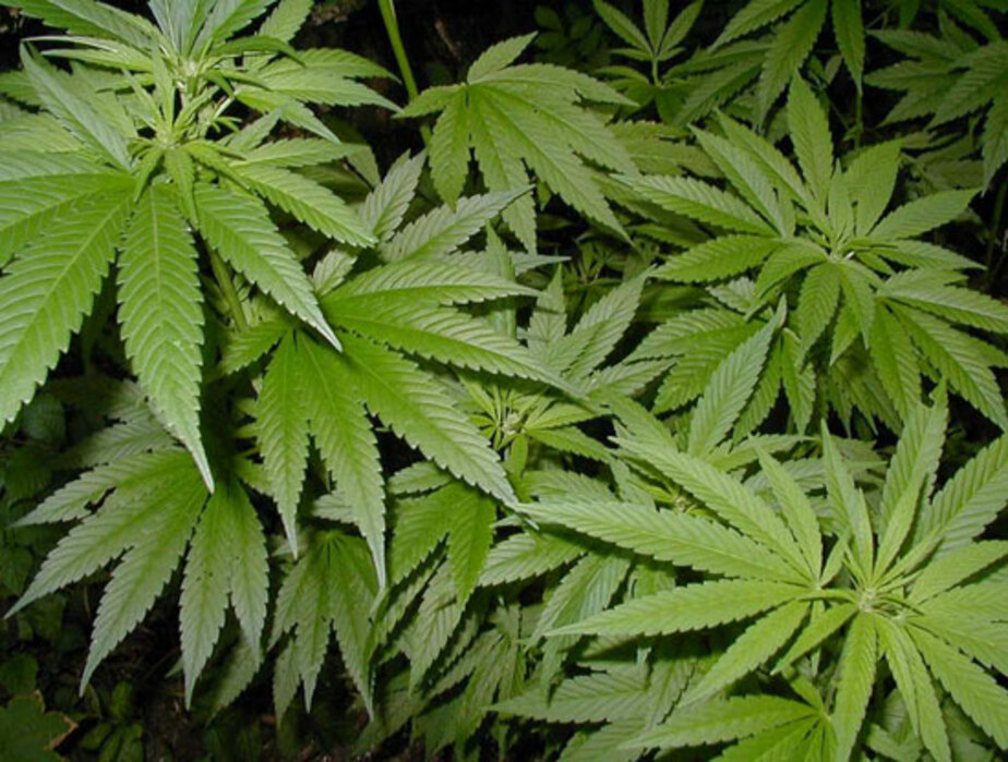 смотреть видео по выращиванью марихуаны