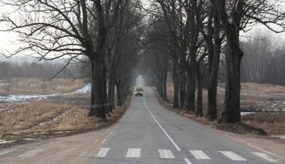 Дороги калининградской области с деревьями фото