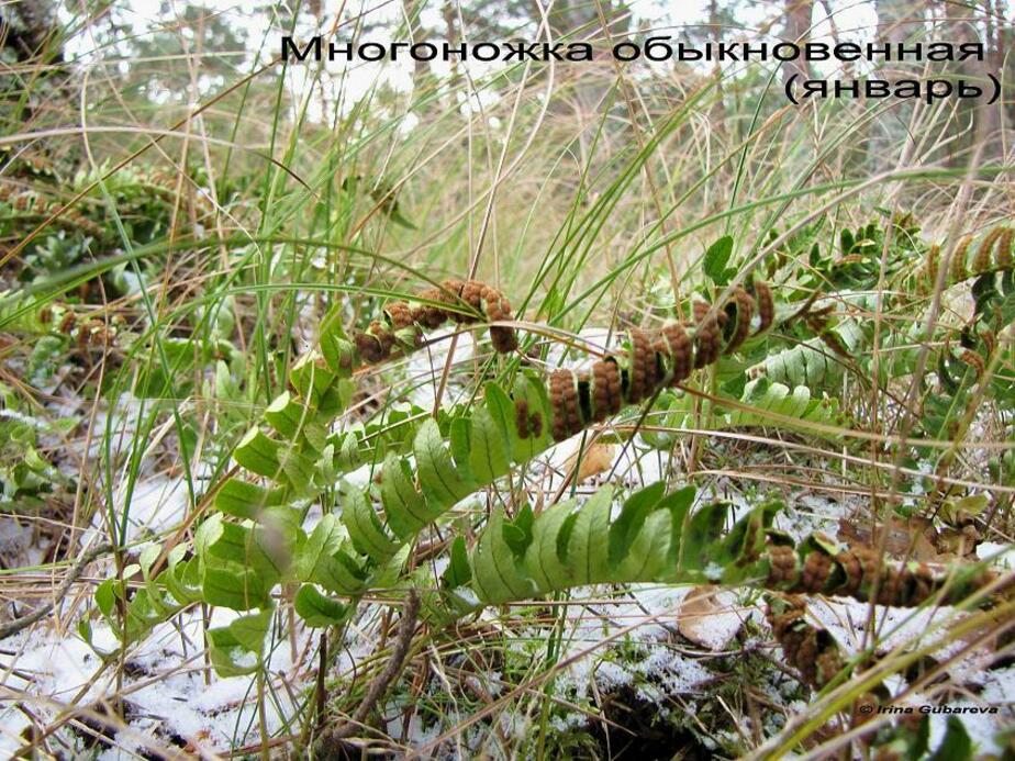 Многоножка обыкновенная фото и описание