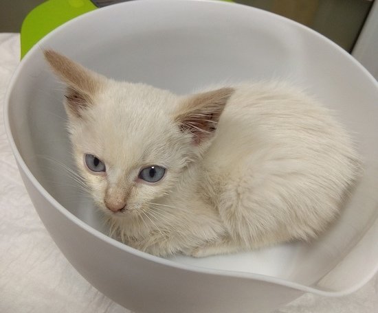 Тот самый Чижик, котёнок-тайчик, которого нашли у "Кловера" . Боевой, любопытный и ласковый мальчуган | Фото: сообщество "Кошкин дом" Тот самый Чижик, котёнок-тайчик, которого нашли у "Кловера" . Боевой, любопытный и ласковый мальчуган | Фото: сообщество "Кошкин дом"