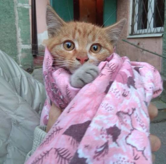 Спасённого котёнка назвали Антошкой | Фото: сообщество "Кошкин дом" Спасённого котёнка назвали Антошкой | Фото: сообщество "Кошкин дом"