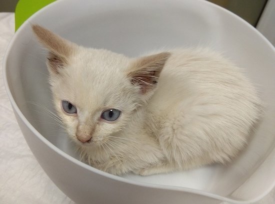Всемирный день кошек: спасённые людьми коты и коты-герои (подборка) - Новости Калининграда | Фото: сообщество "Кошкин дом" Всемирный день кошек: спасённые людьми коты и коты-герои (подборка) - Новости Калининграда | Фото: сообщество "Кошкин дом"