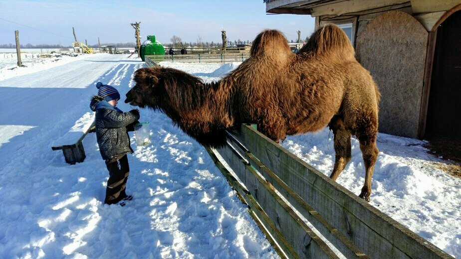 Подворье на Хуторской Калининград. Подворье Гурьевский район Калининградская область. Подворье на Хуторской Калининград собаки. Константиновка Калининградская область подворье на Хуторской.