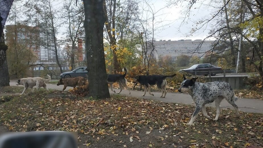 Повреждение машины собакой