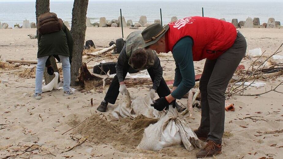 На Куршской косе волонтёры укрепили авандюну с помошью 600 щитов ...