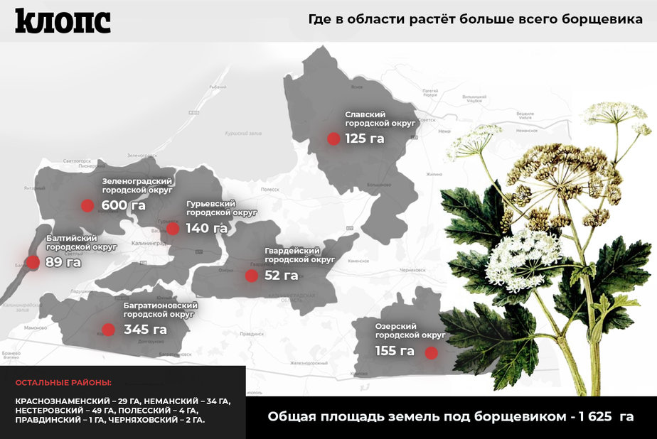 Карта распространения борщевика в московской области