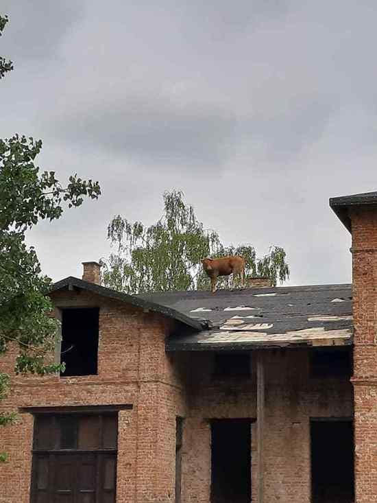 В Польше корова через окно вылезла на крышу двухэтажного дома (фото) - Новости Калининграда | Фото: Польский культурный центр в Калининграде В Польше корова через окно вылезла на крышу двухэтажного дома (фото) - Новости Калининграда | Фото: Польский культурный центр в Калининграде