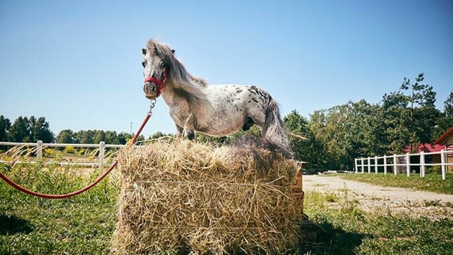 Самая большая лошадь в мире книга рекордов фото