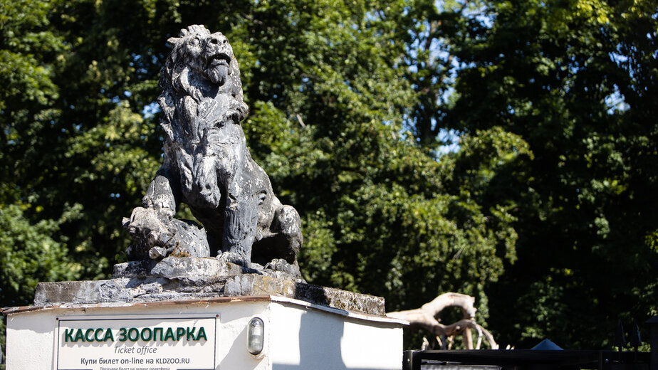 Зоопарк Калининграда стал временным членом Европейской ассоциации, куда пытался попасть в течение 20 лет - Новости Калининграда | Архив 