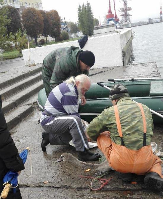 В Светлом спасли лебедя, к лапе которого была привязана двухметровая верёвка (фото, видео) - Новости Калининграда | Фото: Андрей Каминский В Светлом спасли лебедя, к лапе которого была привязана двухметровая верёвка (фото, видео) - Новости Калининграда | Фото: Андрей Каминский