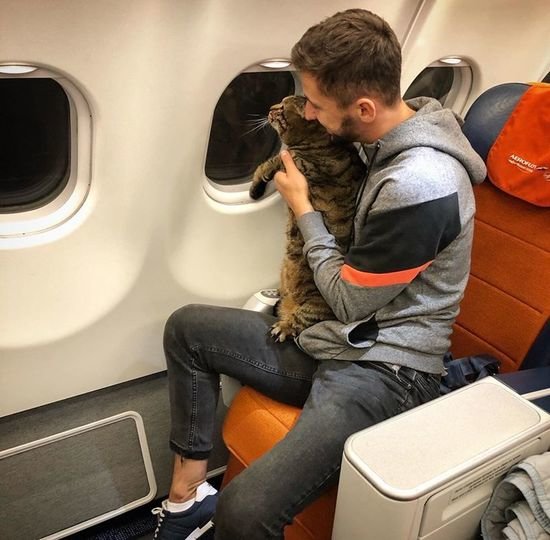 В Шереметьево пассажира не пустили в самолёт из-за толстого кота - Новости Калининграда | Фото: Михаил Галин / Facebook В Шереметьево пассажира не пустили в самолёт из-за толстого кота - Новости Калининграда | Фото: Михаил Галин / Facebook