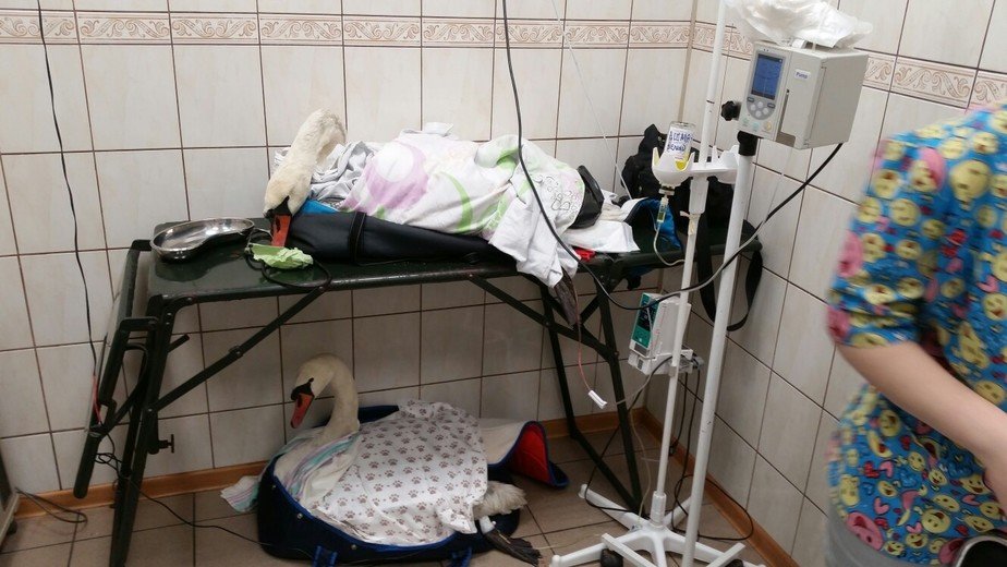 В парке Макса Ашмана и на Верхнем озере неизвестные отравили лебедей - Новости Калининграда | Фото: "Клюквенное"