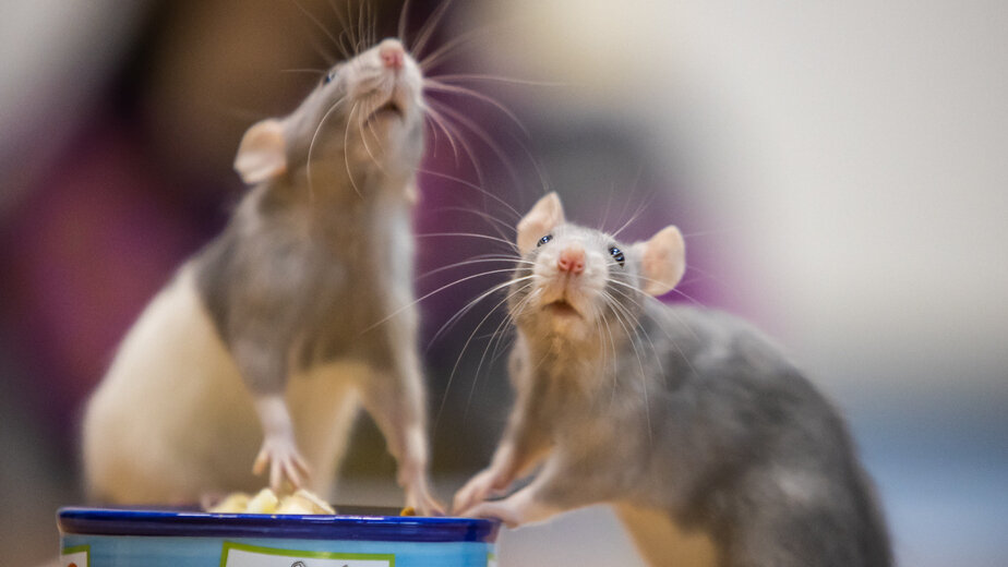 Делают ли домашним крысам прививки