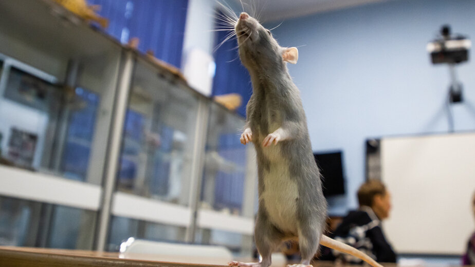 Делают ли домашним крысам прививки thumbnail