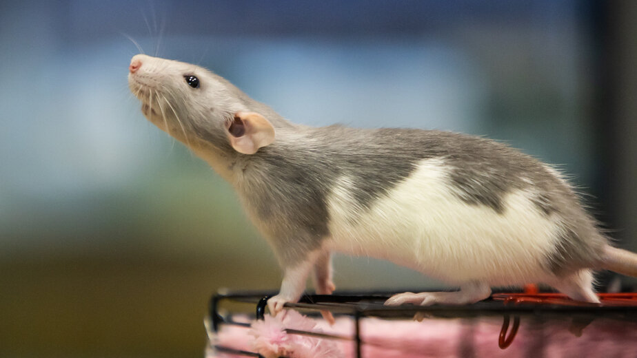 Делают ли домашним крысам прививки
