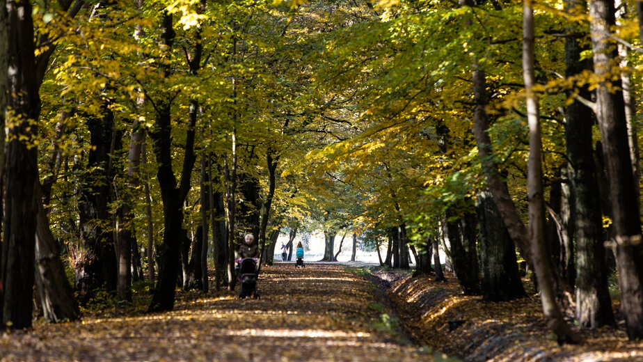 Парк ашмана в калининграде фото