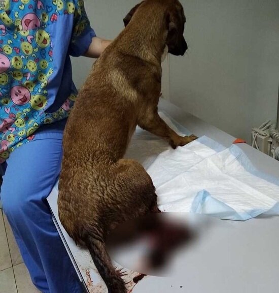 Калининградский приют попросил помощи в спасении собаки со сломанными лапами - Новости Калининграда | Фото: приют Калининградский приют попросил помощи в спасении собаки со сломанными лапами - Новости Калининграда | Фото: приют