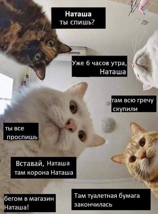 Туалетная бумага, гречка, тушёнка: как в соцсетях шутили об ажиотаже в магазинах из-за коронавируса - Новости Калининграда | Фото: https://pikabu.ru/@kazakru Туалетная бумага, гречка, тушёнка: как в соцсетях шутили об ажиотаже в магазинах из-за коронавируса - Новости Калининграда | Фото: https://pikabu.ru/@kazakru
