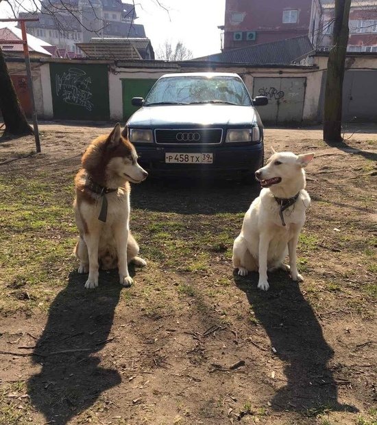 В Калининграде щенкам знаменитого хаски в синем свитере ищут хозяев ...
