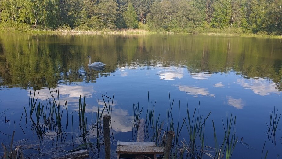 В Калининграде спасли лебедя, у которого в клюве застряло пластиковое ...