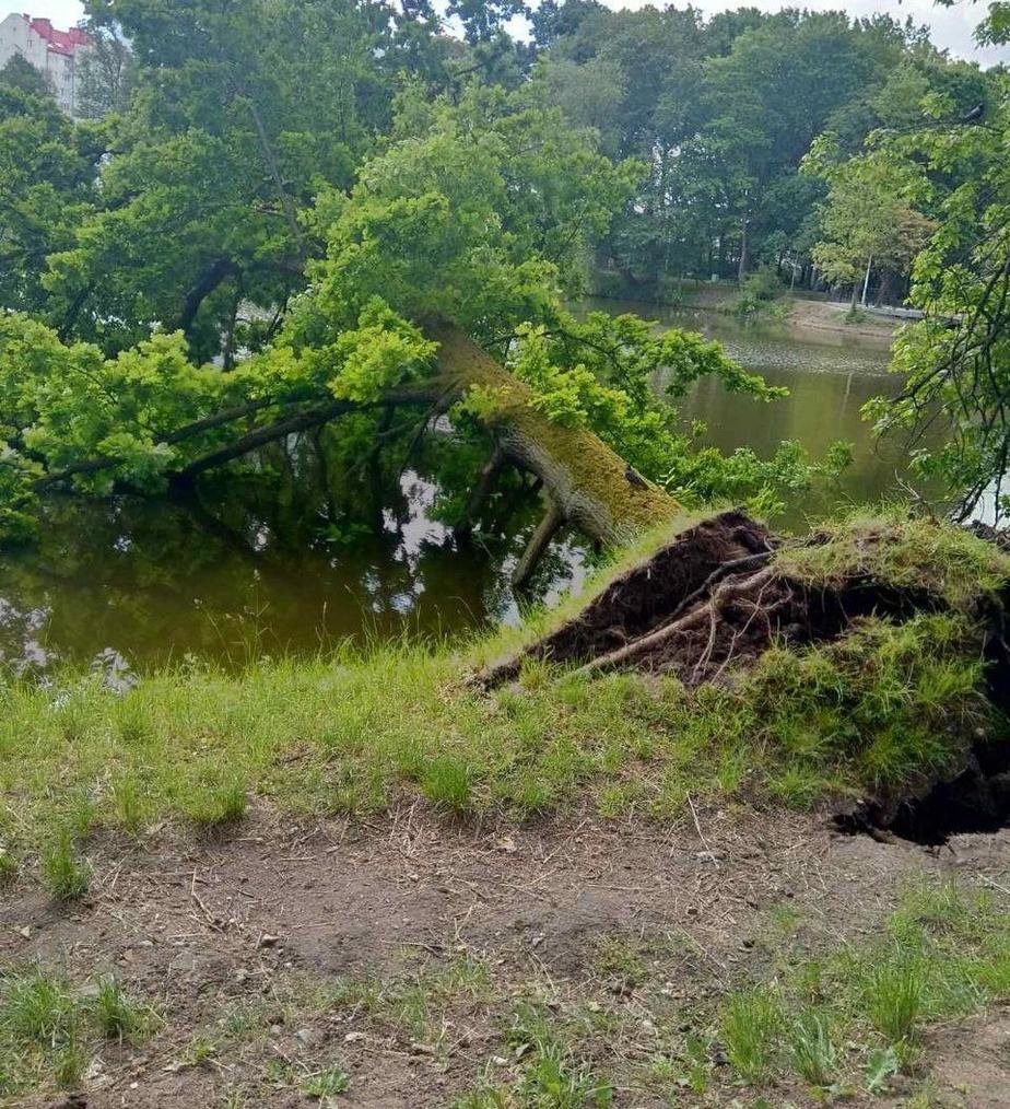 Болезнь деревьев в калининграде фото и описание