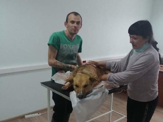 "Дяденька, не убивай собачку": в Зеленоградском районе мужчина зарезал пса, которого знал весь посёлок - Новости Калининграда | Фото: Юлия Романова "Дяденька, не убивай собачку": в Зеленоградском районе мужчина зарезал пса, которого знал весь посёлок - Новости Калининграда | Фото: Юлия Романова