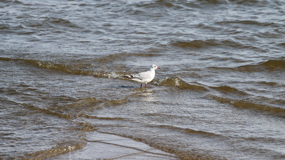 Водоросли в Балтийском море из-за глобального потепления зацвели раньше - Новости Калининграда | Архив "Клопс" Водоросли в Балтийском море из-за глобального потепления зацвели раньше - Новости Калининграда | Архив "Клопс"