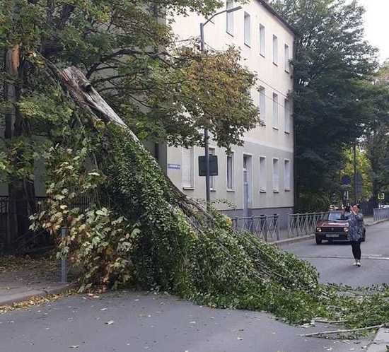 На ул. Иванникова на дорогу рухнуло дерево (фото) - Новости Калининграда | Фото очевидца На ул. Иванникова на дорогу рухнуло дерево (фото) - Новости Калининграда | Фото очевидца