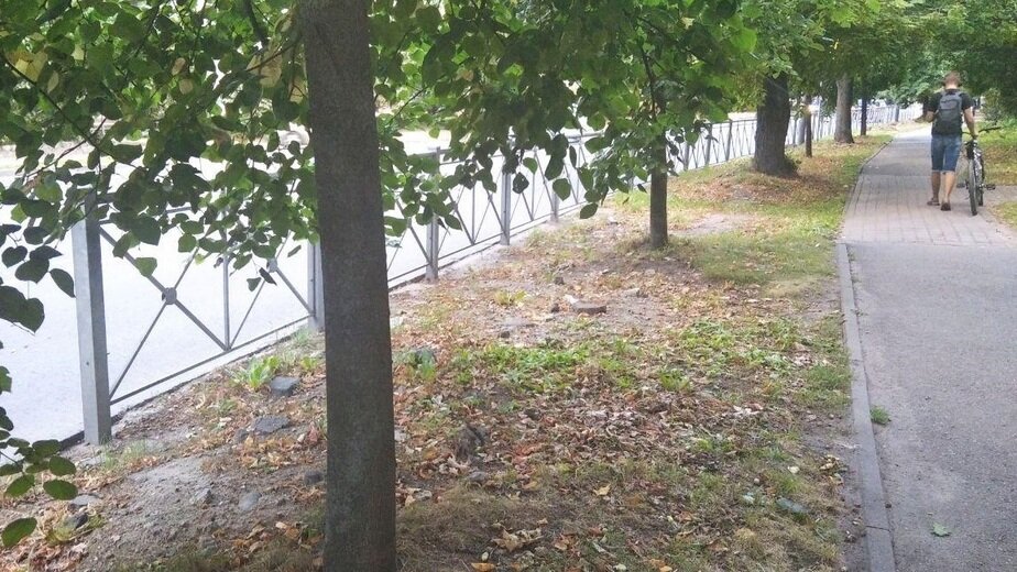 В Калининграде железные заборы на части улиц поменяют на живую изгородь ...