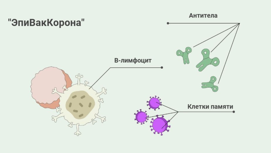 13 вопросов о прививочной кампании против COVID-19 в Калининграде - Новости Калининграда 13 вопросов о прививочной кампании против COVID-19 в Калининграде - Новости Калининграда