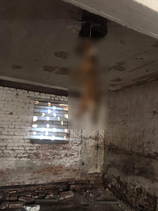 На старинной мельнице под Правдинском неизвестные повесили собаку - Новости Калининграда | Фото очевидца На старинной мельнице под Правдинском неизвестные повесили собаку - Новости Калининграда | Фото очевидца