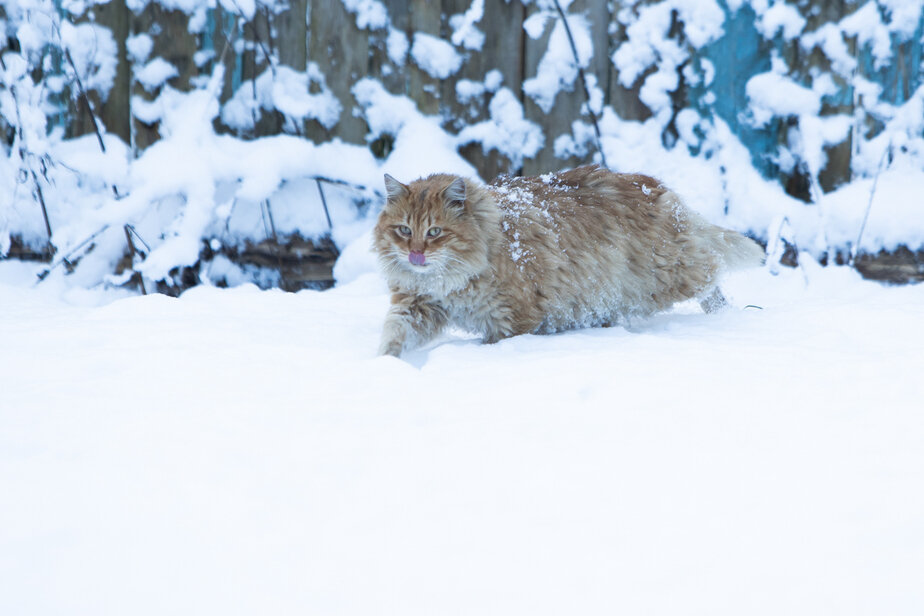 Котики зимой фото