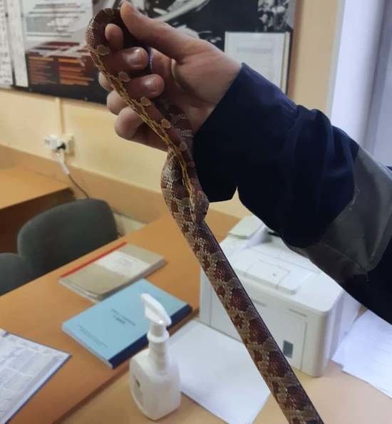 В Калининграде жители одной из квартир нашли в ванной 80-сантиметровую змею - Новости Калининграда | Фото: пресс-служба администрации Калининграда В Калининграде жители одной из квартир нашли в ванной 80-сантиметровую змею - Новости Калининграда | Фото: пресс-служба администрации Калининграда