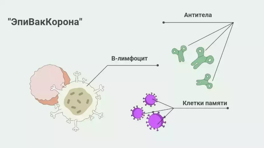 Меньше побочных эффектов: что известно про вакцину центра "Вектор", которая поступит в Калининград - Новости Калининграда Меньше побочных эффектов: что известно про вакцину центра "Вектор", которая поступит в Калининград - Новости Калининграда