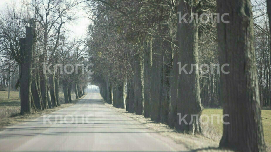 Деревья калининградской области фото и описание