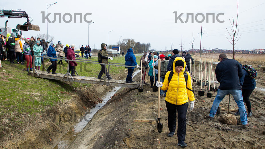 В Гурьевске вдоль улицы Строительной высадили 240 молодых деревьев (фоторепортаж) - Новости Калининграда | Фото: Александр Подгорчук/"Клопс" В Гурьевске вдоль улицы Строительной высадили 240 молодых деревьев (фоторепортаж) - Новости Калининграда | Фото: Александр Подгорчук/"Клопс"