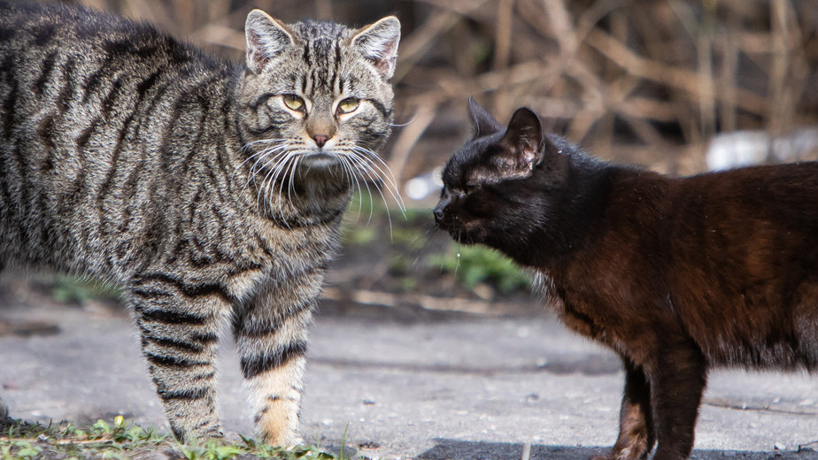 Архив фото котов