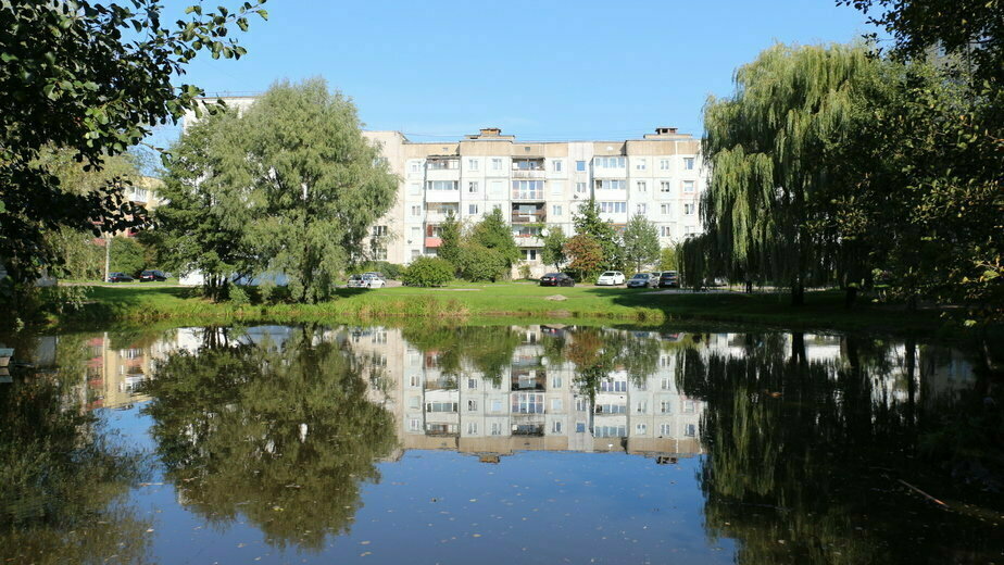 Водные цветы для пруда название и фото