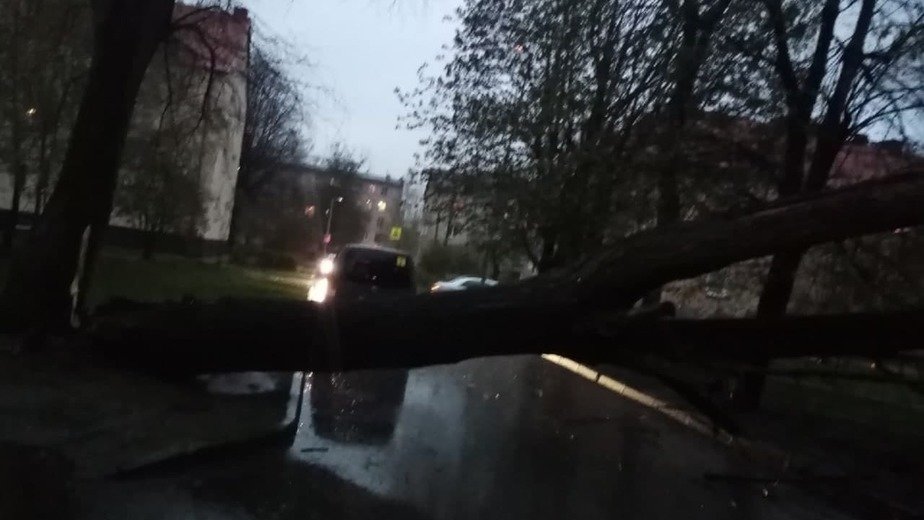 Поваленные деревья и смерти на дороге: 11 событий в Калининграде и области за выходные - Новости Калининграда | Фото очевидца Поваленные деревья и смерти на дороге: 11 событий в Калининграде и области за выходные - Новости Калининграда | Фото очевидца