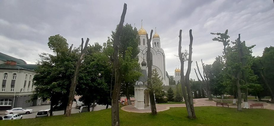 На площади Победы в Калининграде вырубят 11 деревьев - Новости Калининграда | Фото: мэрия Калининграда На площади Победы в Калининграде вырубят 11 деревьев - Новости Калининграда | Фото: мэрия Калининграда
