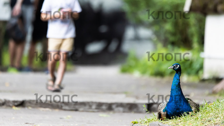 В Калининграде павлинов и цесарок выпустили на территорию зоопарка (фоторепортаж) - Новости Калининграда | Фото: Александр Подгорчук / «Клопс» В Калининграде павлинов и цесарок выпустили на территорию зоопарка (фоторепортаж) - Новости Калининграда | Фото: Александр Подгорчук / «Клопс»