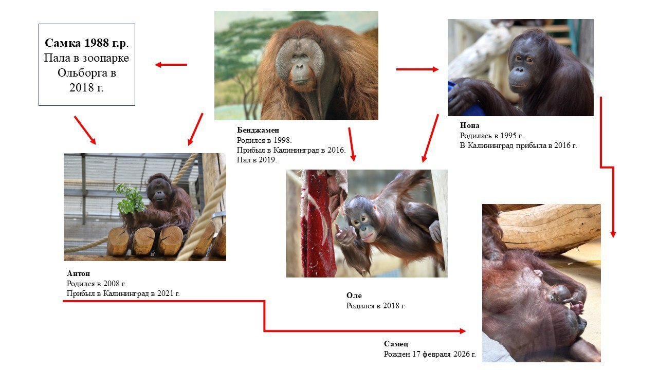 Для всех, кто запутался в генеалогических хитросплетениях орангутаньей семьи