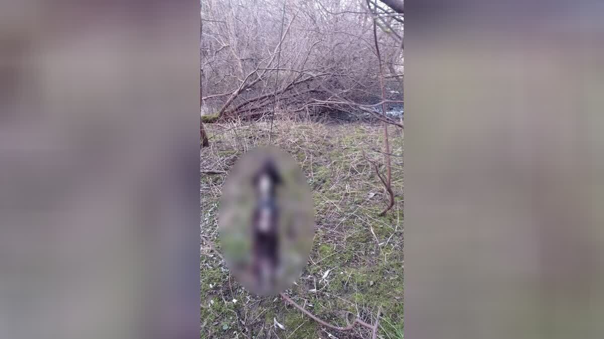 Мёртвое животное нашли дети