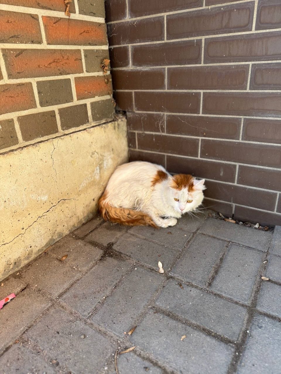 Таким нашли котика со сломанными лапами