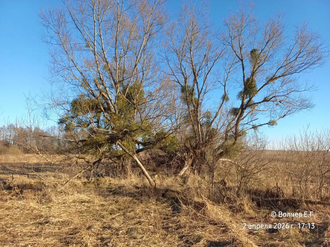Подобные участки лугов и полей — любимые места клещей