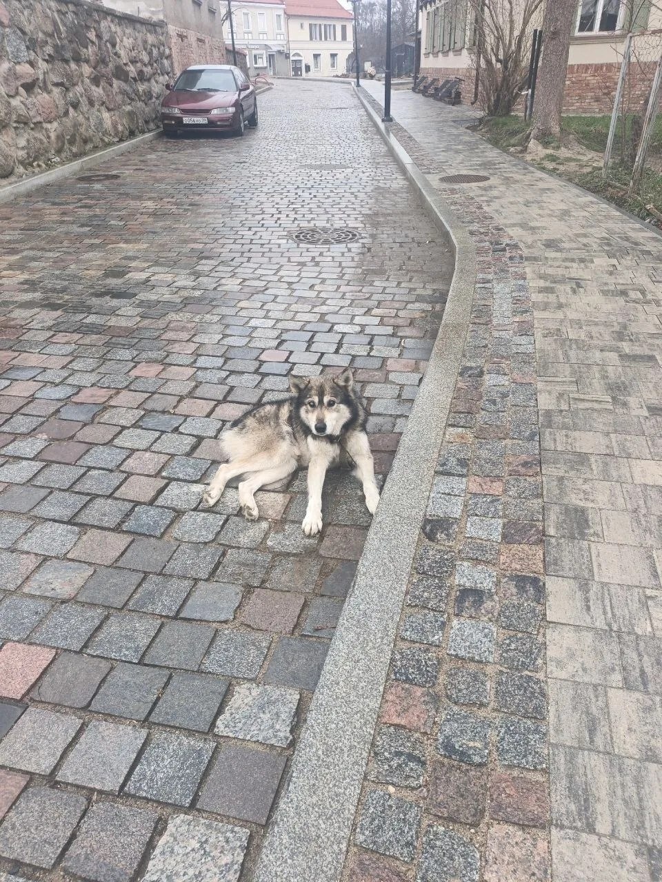 Таким Беню нашли на дороге