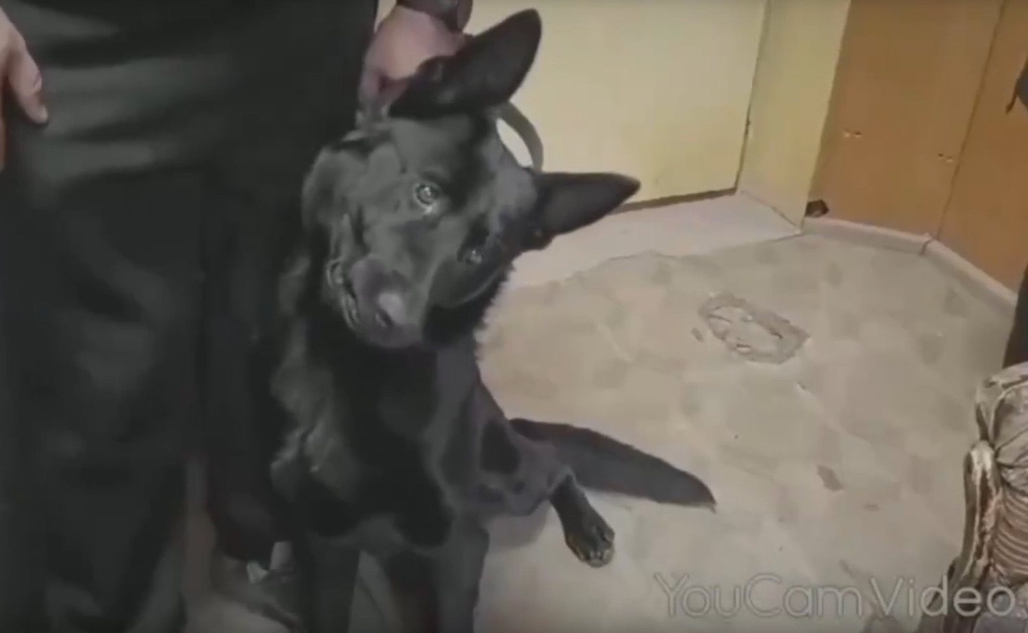 Овчарка Донбасс