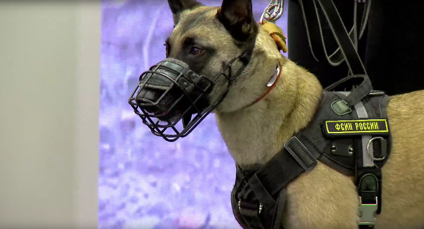 Овчарка Кали