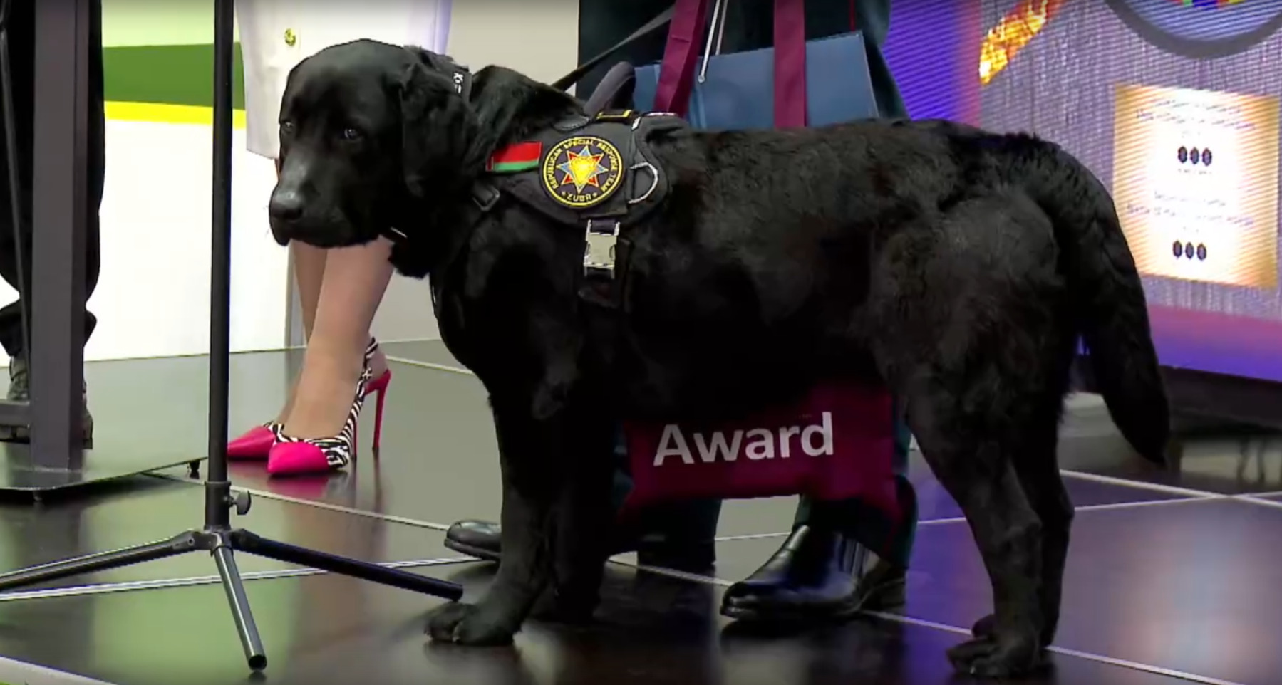 Лабрадор Дарк